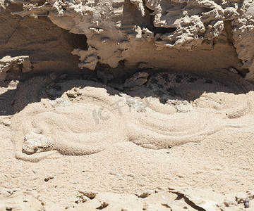 毒蛇摄影照片_在沙子的埃及沙漠毒蛇蛇