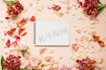 顶视图：干粉红色牡丹和花瓣的框架与白纸
