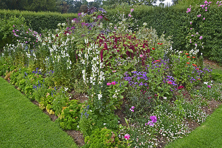 五颜六色的花境与混合种植，包括玫瑰和苋菜