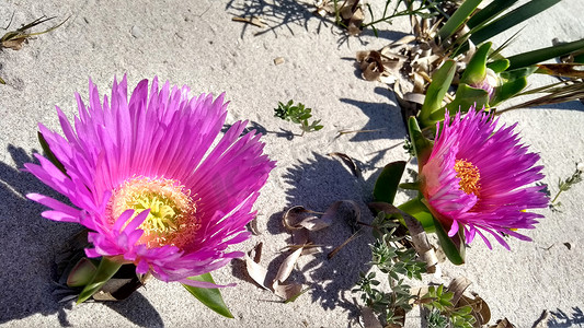 Carpobrotus Edulis (Hottentot-fig) 紫红色花朵的特写