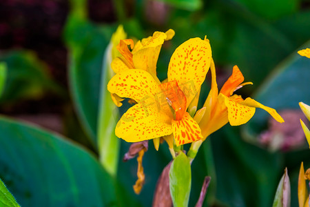 掌印摄影照片_亚洲、美洲和非洲热带观赏植物特写中非洲竹芋植物的美丽五颜六色的花朵