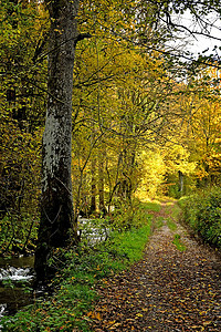 文件签条摄影照片_在一条小溪旁的小径旁，树木呈秋色