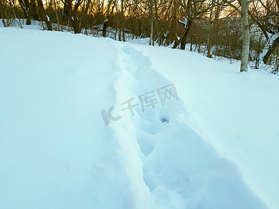 雪中​​动物和人类的脚印路径