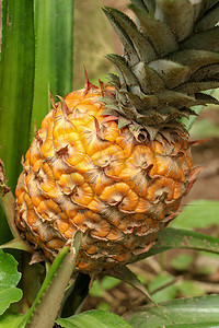 菠萝酶摄影照片_巴厘岛热带丛林中年轻成熟菠萝的特写。