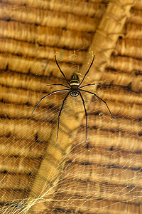 断网摄影照片_Nephila pilipes 或金色圆网蜘蛛的正面图。