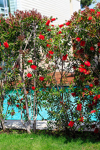 高大灌木上的红花，绿叶，带游泳池和树木的酒店场地，夏天，白天