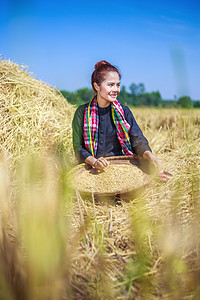 农妇在地里打稻谷
