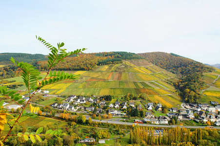 摩泽尔埃德尔贝格 (Edelberg) 的恩基希 (Enkirch)