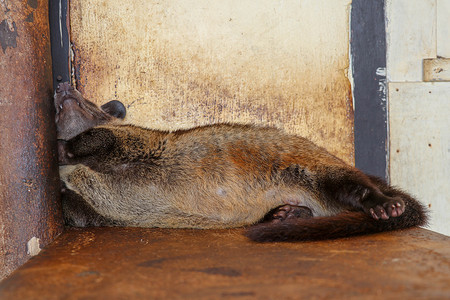 棕色雌性蒙面棕榈果子狸或亚洲棕榈果子狸躺在靠在木杆上的木板上。