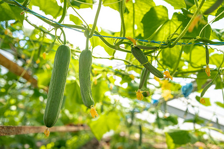 温室中生长的黄瓜，无农药的健康蔬菜，有机产品
