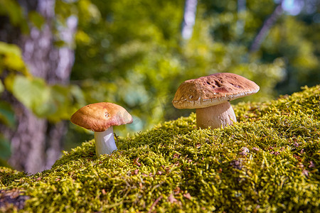 大白背景摄影照片_夏季森林中的大白蘑菇和红菇。