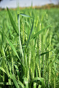 在有机农田的绿色麦子
