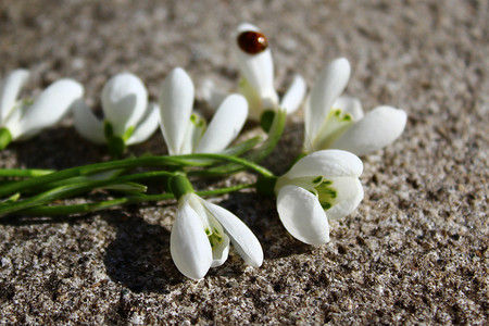 石头地板上的雪花莲和一只瓢虫