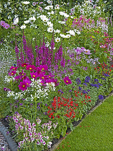 花境摄影照片_五颜六色的花境，混合种植，包括波斯菊