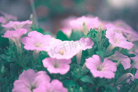 花园里的花（牵牛花）紫罗兰色