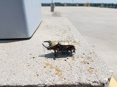 水泥上有角的大型雄性大力士甲虫