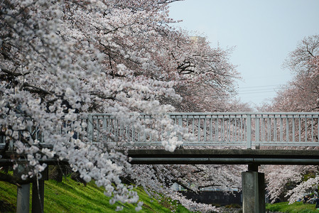 立川樱花