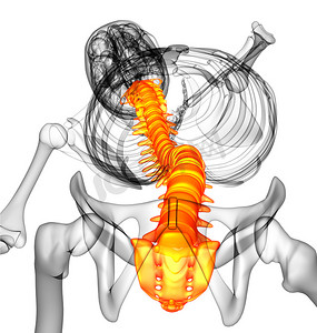 3d 渲染人体脊柱的医学插图