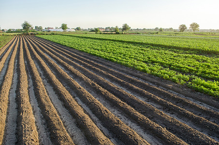 农田种植土豆和胡萝卜的景观。