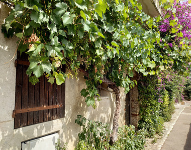 爬山虎背景墙摄影照片_Saint Paul de Vence - 墙上的葡萄