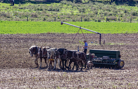 阿米什农民在玉米收获后用 6 匹马耕地