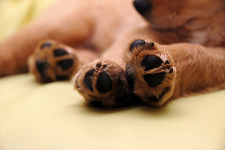 狗爪子摄影照片_睡觉的小狗的爪子