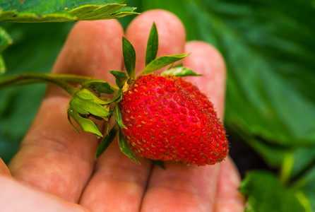 拿着金币的手摄影照片_手拿着新鲜成熟的有机种植草莓、农业和园艺背景