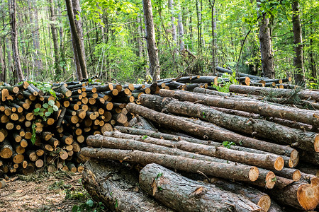 砍伐森林背景摄影照片_砍伐并堆放在森林中的树木