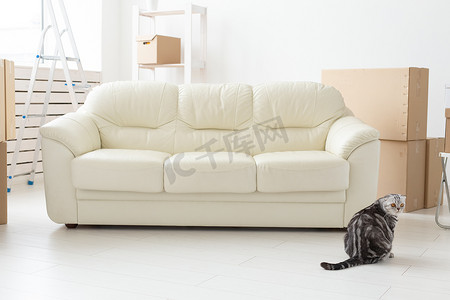 美丽的灰色苏格兰折耳猫在搬到新公寓时坐在一张新的空沙发附近。