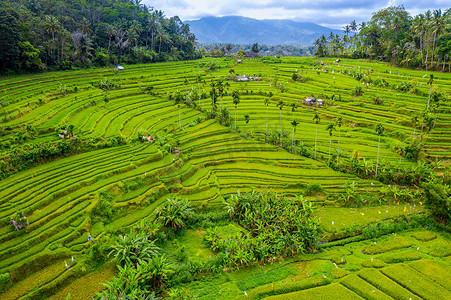 春天稻田摄影照片_印度尼西亚巴厘岛梯田的鸟瞰图。