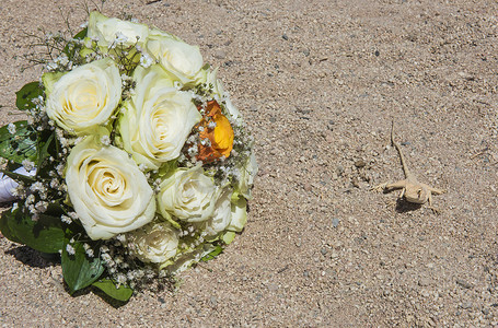 埃及沙漠蜥蜴蜥蜴在沙漠与婚礼花 bouqu