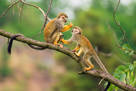 普通松鼠猴在树枝上玩耍