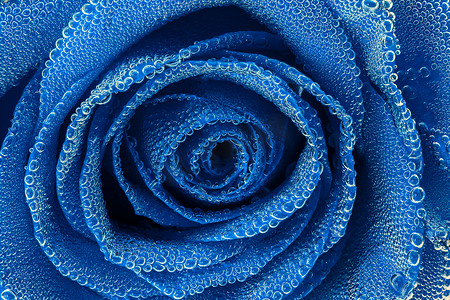气泡下的蓝玫瑰特写无边视图