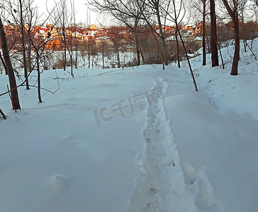 狗脚印摄影照片_狗在雪地里的脚印走向大自然