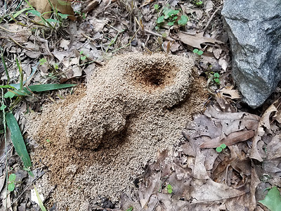 室外的土蚂蚁山丘或土墩或巢穴