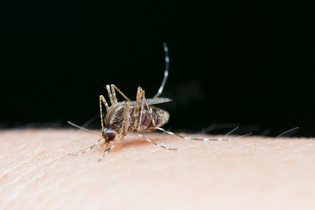 条纹蚊子的特写正在吃人皮肤上的血，