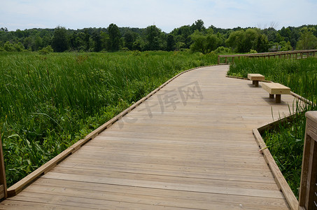 湿地地区带长椅和绿色植物的木板路