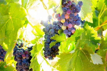 葡萄酒葡萄摄影照片_博巴尔葡萄酒葡萄在葡萄园里生准备收获