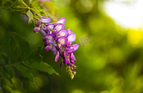 春天气候摄影照片_春天：紫藤属植物的花
