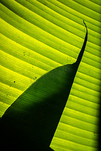 香蕉叶子阴影摘要在它的绿色叶子的。