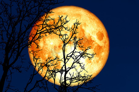 满月萌芽回到剪影植物和树木在晚上