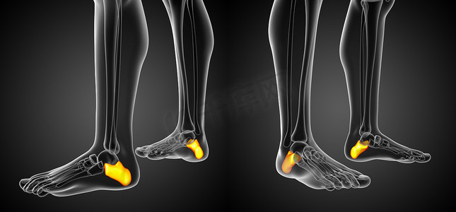 跟骨骨的 3d 渲染图