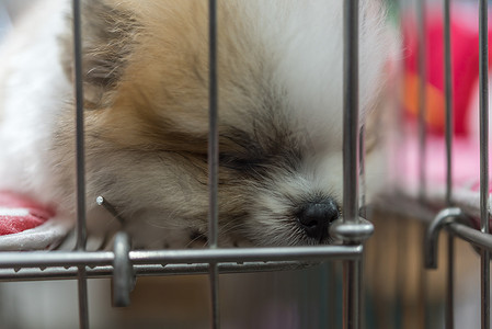 小博美犬在悲伤的笼子里繁殖