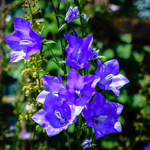 蓝色气球花 (platycodon grandiflorus) 的细节