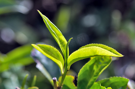 古风远山背景摄影照片_绿茶叶背景灌木