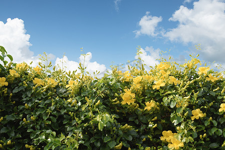 爬山虎背景墙摄影照片_在蓝天背景的美丽的黄色花常春藤树与