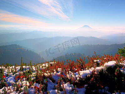 花上的雪摄影照片_公园悬崖上的石南花丛在墨红色盛开的雪中。