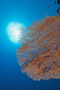 在礁石墙壁上的柳珊瑚扇形珊瑚
