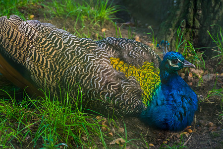 蓝色印度孔雀、彩色观赏孔雀、亚洲热带鸟类的特写
