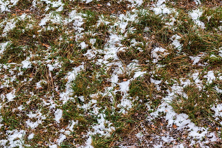 绿草和秋叶上的第一场雪